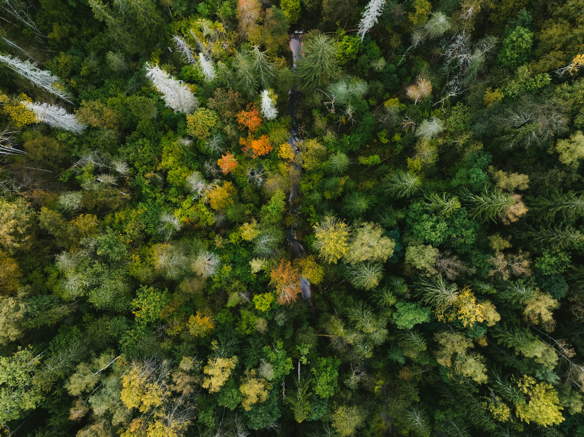 Prune each tree, every season