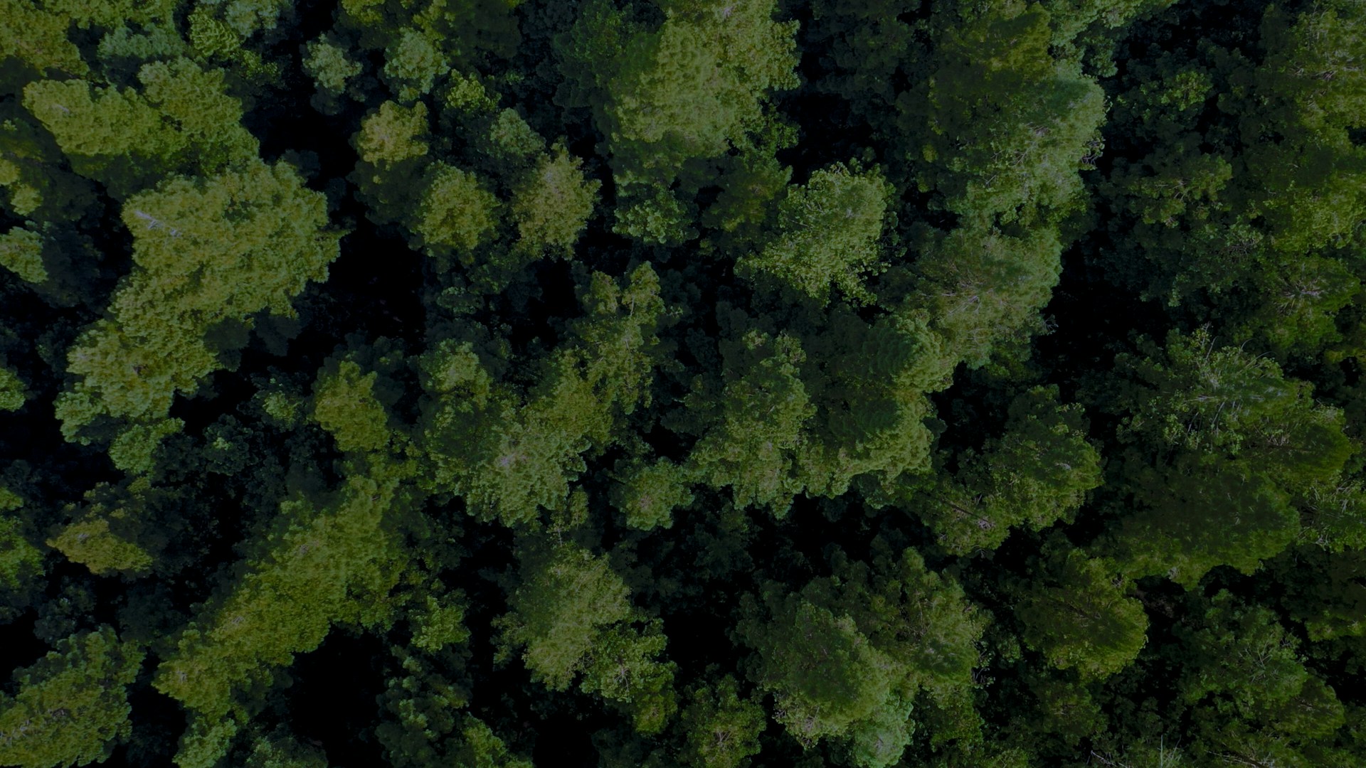 Paulownia grove in Mingrelia, western Georgia
