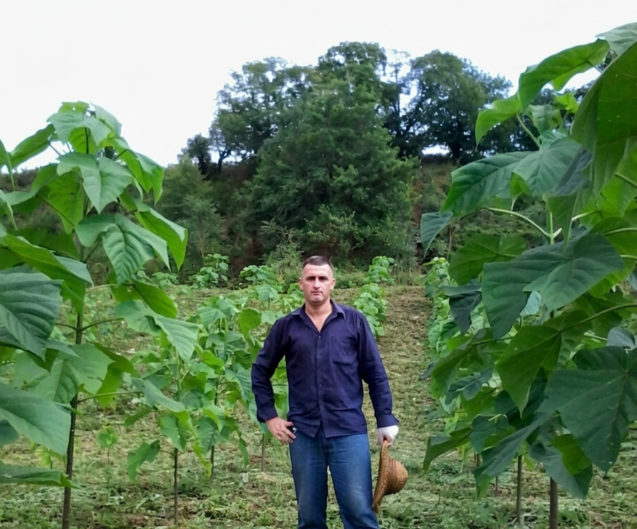 Malkhaz Kvinchia in the paulownia grove