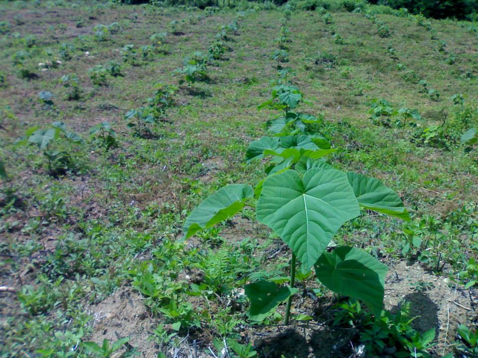 Plant in spring, in soil tended by hand