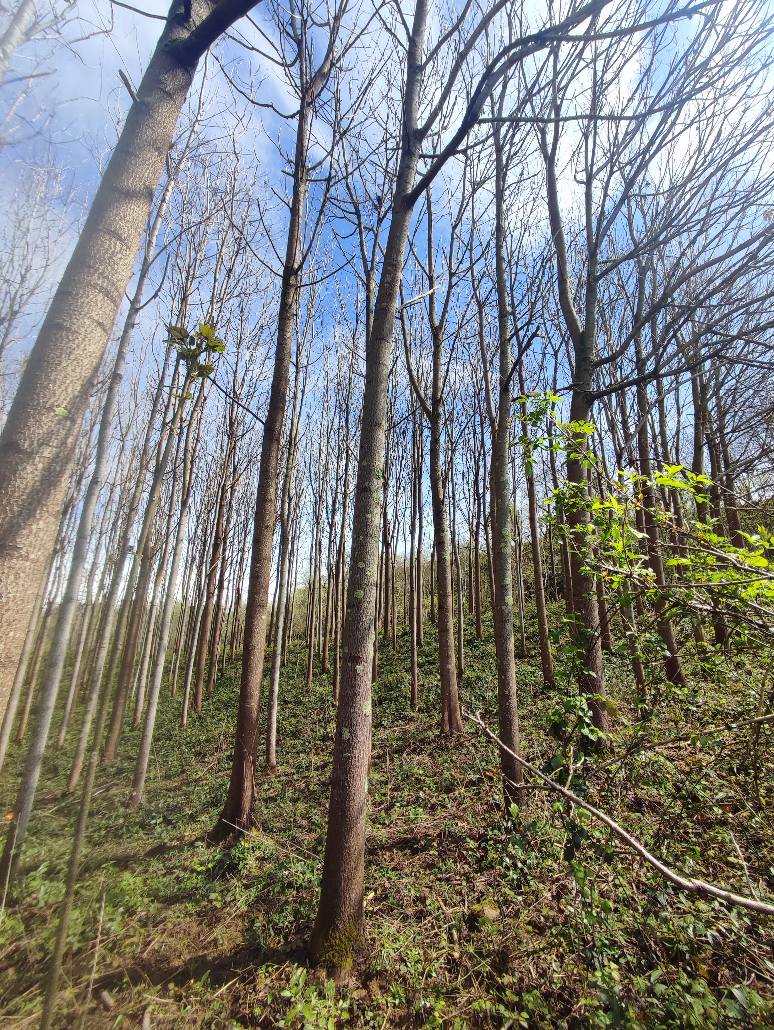 Paulownia plantation in winter